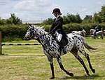 Wanborough Horse and Dog show